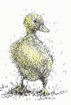 quackers