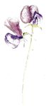 sweetpea