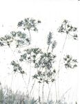 cow parsley meadow