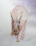 winter hare