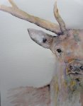 stag