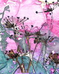 cow parsley (pink)