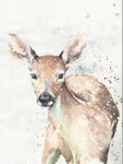 snow deer