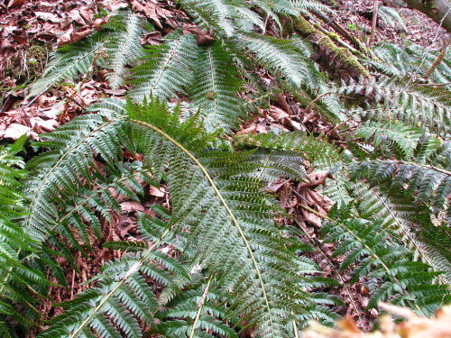 Polystichum aculeatum- Hard Shield Fern 9cm €4.95