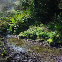 Bog garden collection- 7 ferns- €29