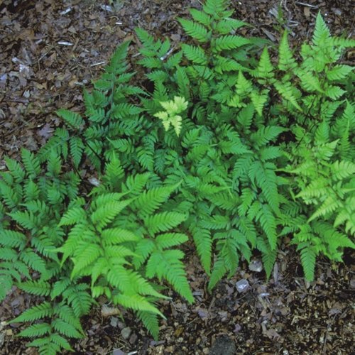 Athyrium 'Branford Rambler' sold out Athyrium 'Branford Rambler' 9cm €6.95