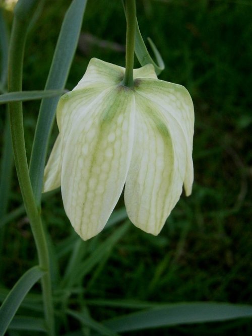 Fritillaria meleagris 'Alba' 9cm €5.00 Collection only from plant fairs