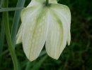Fritillaria meleagris 'Alba' 9cm €5.00 Collection only from plant fairs