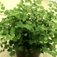 Adiantum capillus-veneris (The Maiden Hair Fern) 9cm Sold out Adiantum capillus-veneris (The Maiden Hair Fern) 9cm €6.95