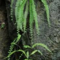 Adiantum caudatum Walking Maidenhair Fern 1 litre €5.95