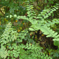 Adiantum pedatum- Northern Maidenhair Fern-9cm €5.95