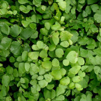 Adiantum venustum- Himalayan Maidenhair 9cm €5.95