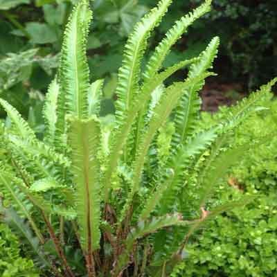 Asplenium scol. ‘Angustifolia’ 9cm €4.95