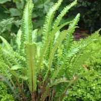 Asplenium scol. ‘Angustifolia’ 9cm sold out Asplenium scol. ‘Angustifolia’ 9cm €4.95