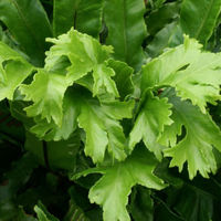 Asplenium scolopendrium 'Cristatum' - Crested hart's Tongue Fern 1 litre €6.50