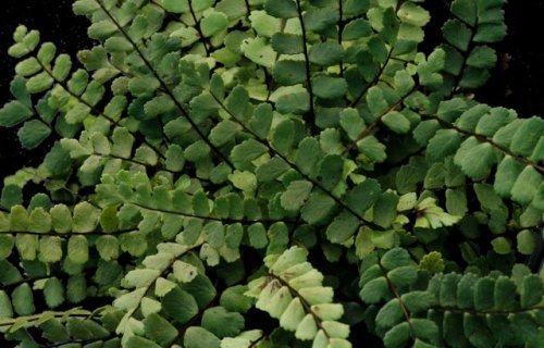 Asplenium trichomanes -Maidenhair Spleenwort 9cm €4.95