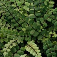 Asplenium trichomanes -Maidenhair Spleenwort Plug €3.95