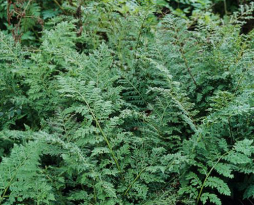 Athyrium filix-femina ‘Vernoniae Cristatum’ Athyrium filix-femina ‘Vernoniae Cristatum’ 9cm €5.95
