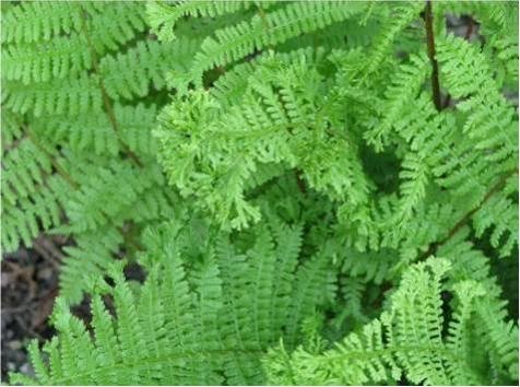 Athyrium filix-femina 'Rotsteil Grandiceps' Crested Lady Fern 9cm €5.95