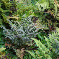 9 Hardy ferns €35