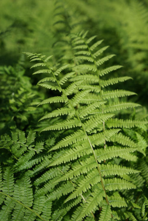 Athyrium filix-femina - The Lady Fern 9cm €4.95