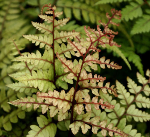 Athyrium otophorum 'Okanum' 9cm €4.95