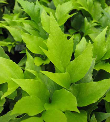 Cyrtomium falcatum 'Rochfordianum' 9cm €4.95