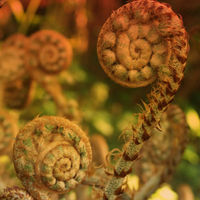 4 x Ferns for Dry Shade collection €16