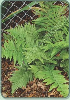 Dryopteris pulcherrima - Beautiful Wood Fern 9cm €5.95