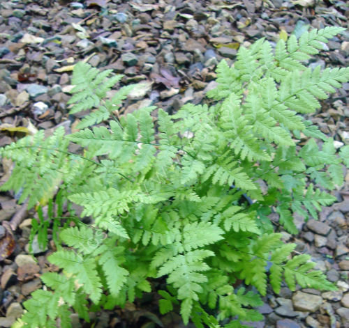 Dryopteris carthusiana - Narrow Buckler Fern 9cm €4.95