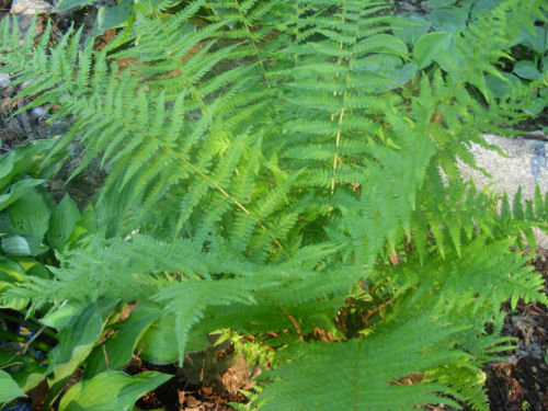 Dryopteris x complexa - Robust Wood Fern 9cm €5.95