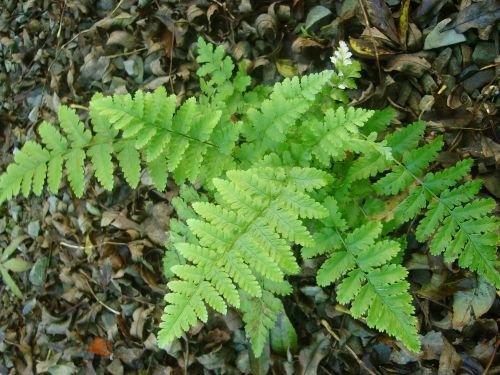 Dryopteris filix-mas - Male Fern 9cm €4.95