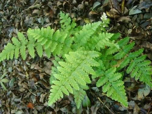 Dryopteris filix-mas - Male Fern plug €2.95