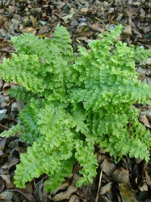 Dryopteris filix-mas 'Crispa' 9cm €4.95