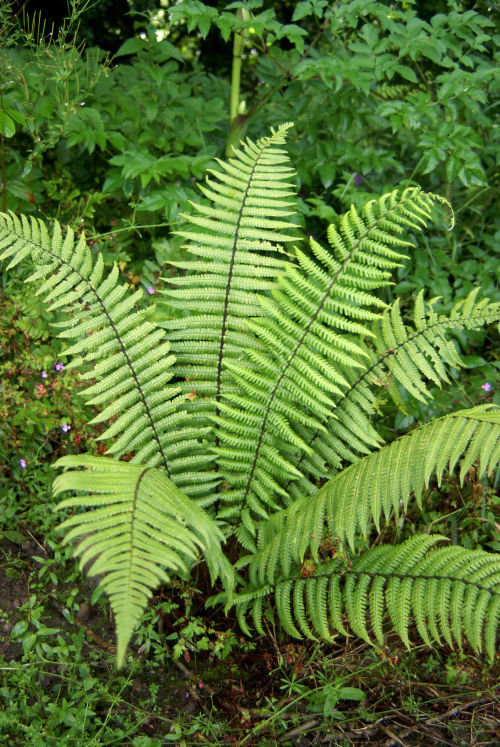 Dryopteris wallichiana - Wallich's Wood Fern 9cm €4.95