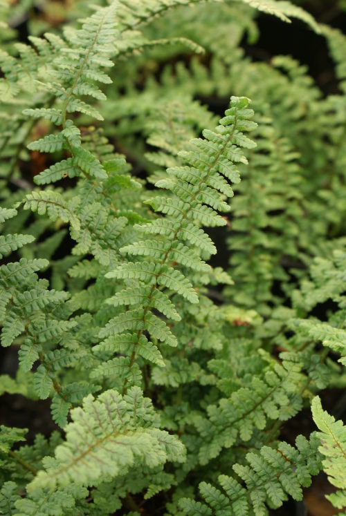 Dryopteris affinis 'Pinderi' 9cm €4.95