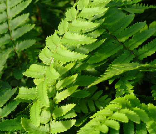Dryopteris cycadina (syn. Dryopteris atrata) 9cm €4.95