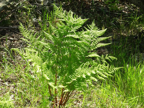 Dryopteris dilitata 9cm €4.95