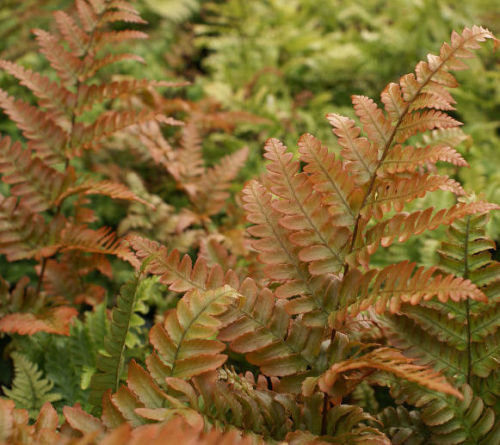 Dryopteris erythrosora - Copper Shield Fern 9cm €4.95