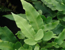 Dryopteris seiboldii - Seibold's Wood Fern 9cm €4.95