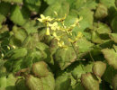 Epimedium perralchicum 'Wisley' 1 litre €8.95