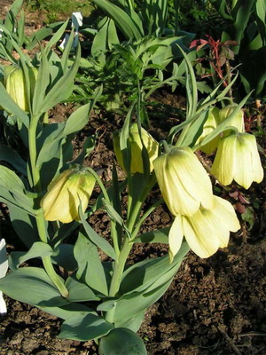 Fritillaria pallidiflora 1 litre €7.00 Collection only from plant fairs