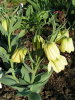 Fritillaria pallidiflora 1 litre €7.00 Collection only from plant fairs