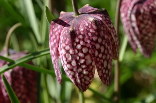 Fritillaria meleagris 9cm €5.00 Collection only from plant fairs