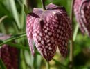 Fritillaria meleagris 9cm €5.00 Collection only from plant fairs