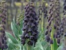 Fritillaria persica 2 litre Fritillaria persica 2 litre €8.95