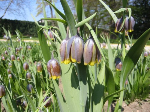 Fritillaria uva-vulpis 9cm €4.95