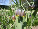 Fritillaria uva-vulpis 9cm €4.95