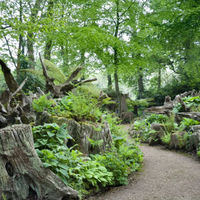 Stumpery Fern Collection. 7 ferns €29