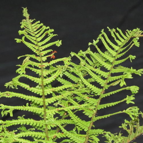 Dryopteris affinis 'Cristata The King' AGM King of the Ferns 9cm €4.95